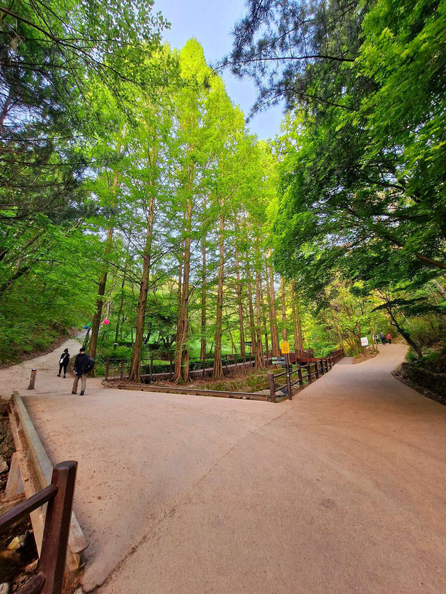 🩷주말 가족과 가기 좋은 청계산 🪁