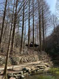대전 장태산자연휴양림 숲산책 추천🌳
