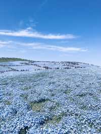 【茨城/ひたちなか】一面に広がる花畑