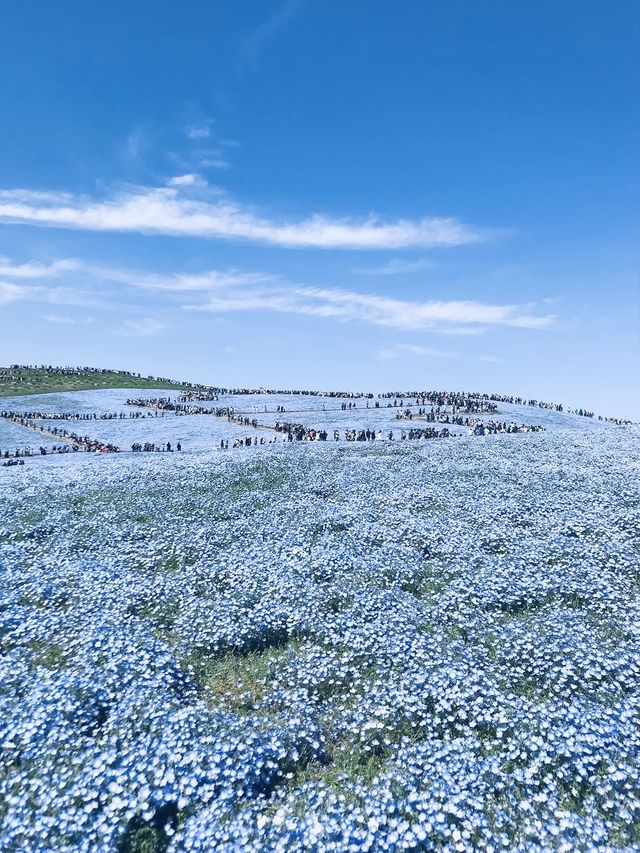 【茨城/ひたちなか】一面に広がる花畑