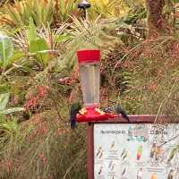 코스타리카 라 파즈 워터폴 가든스 자연공원 La Paz Waterfall Gardens Nature Park