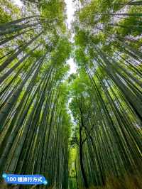 日本京都-參天竹林密境的嵐山之美