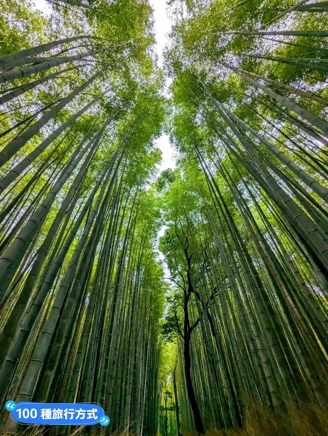 日本京都-參天竹林密境的嵐山之美