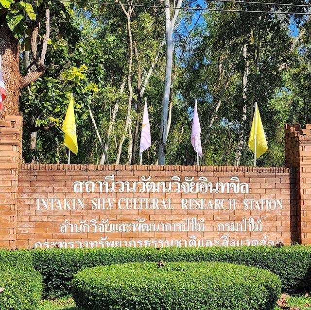 🌲สวนสนแม่แตง เชียงใหม่