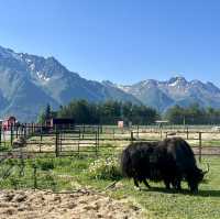 Alaskan Wilderness Adventure