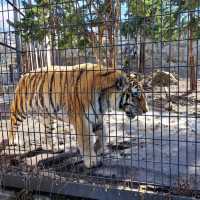 【旭山動物園:北海道旭川市】近くで生き生きとした動物を見ることができる動物園✨