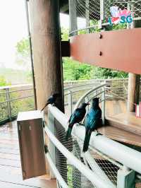 🇸🇬 Forest Suspension Bridge Bird Paradise