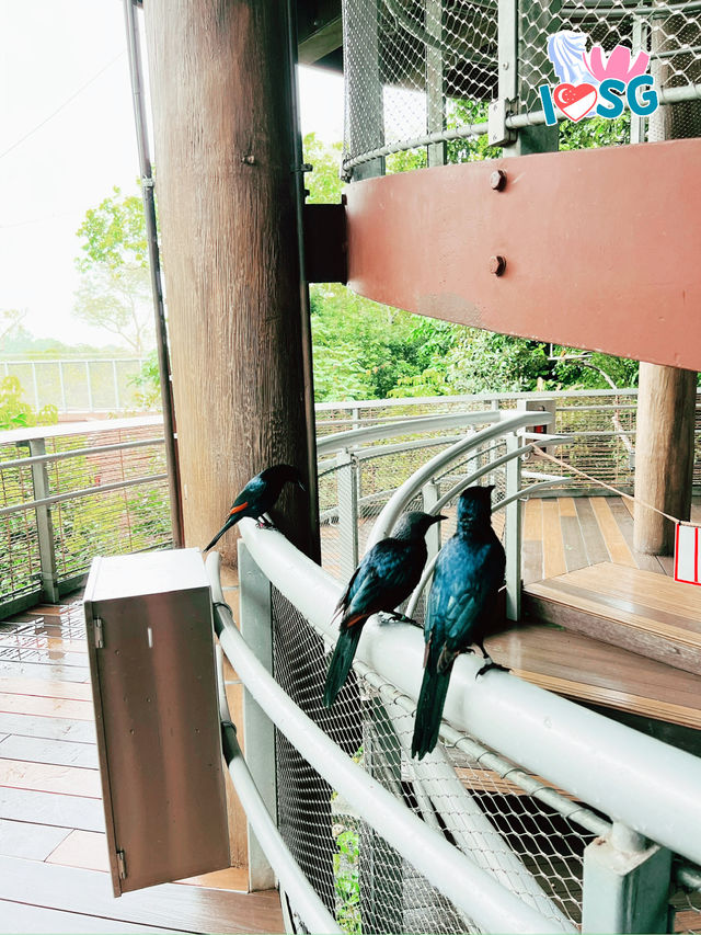 🇸🇬 Forest Suspension Bridge Bird Paradise