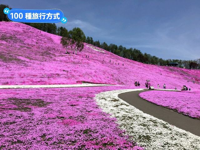 日本北海道-宛如粉紅色地毯的芝櫻花海：東藻琴 芝櫻公園