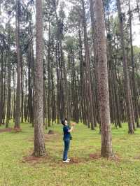 สวนสนบ่อแก้ว | จ.เชียงใหม่ 🌲🪵🍃✨