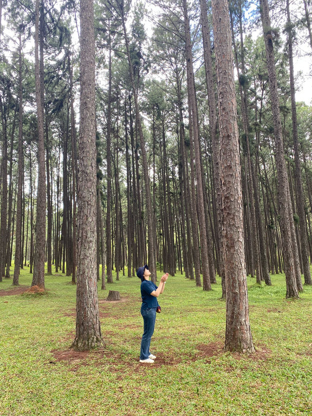 สวนสนบ่อแก้ว | จ.เชียงใหม่ 🌲🪵🍃✨