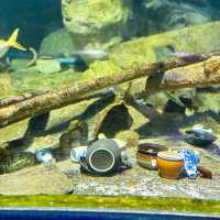 "Underwater Wonders: A Review of Aquaria KLCC"