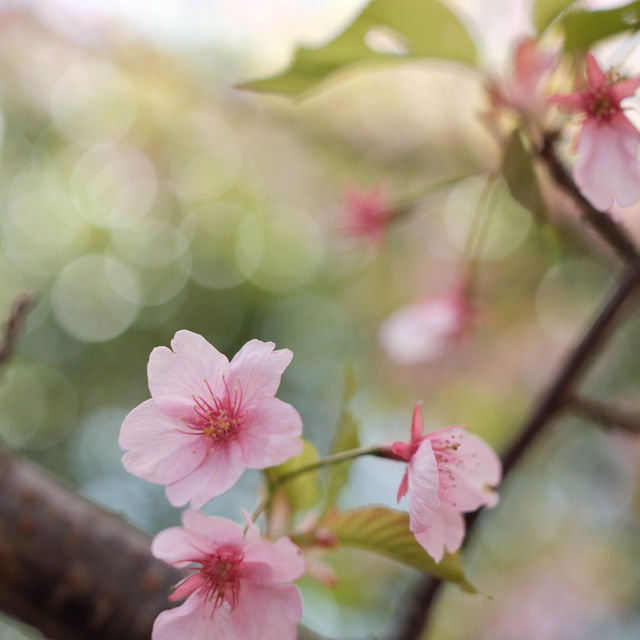 福岡｜能古島賞花遊🌼