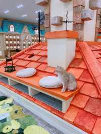 🐱🐈명동 사랑과 빛이 가득한 고양이 카페, 루프캣미
