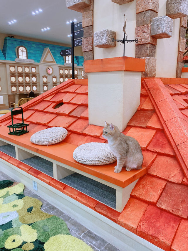 🐱🐈명동 사랑과 빛이 가득한 고양이 카페, 루프캣미