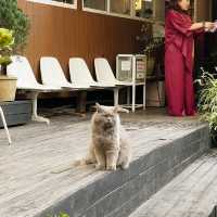 Still cafe: magical GIBLI studio cafe in