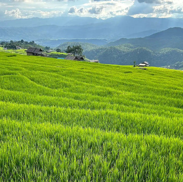 🌳สัมผัสธรรมชาติ นาขั้นบันได ป่าบงเปียง