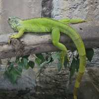 Zoobic Safari - The Jungle Outta City.