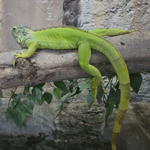 Zoobic Safari - The Jungle Outta City.