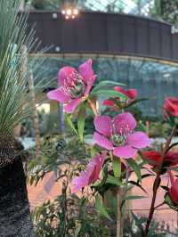 🇸🇬Join the Carnival of Flowers in Flower Dome Singapore ! 