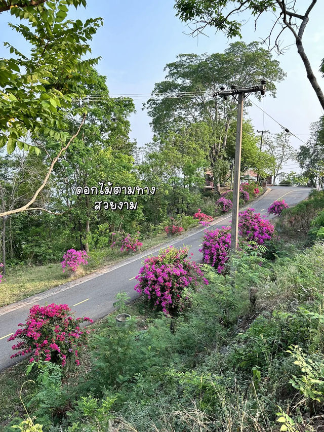 พระอาทิตย์ไม่ชัดทะเลหมอกไม่มี โชคร้ายที่ภูทอก🥹🤍