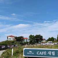 🇰🇷 Autumn's Blush: The Magic of Pink Muhly Grass