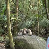 Macritchie treetop walk