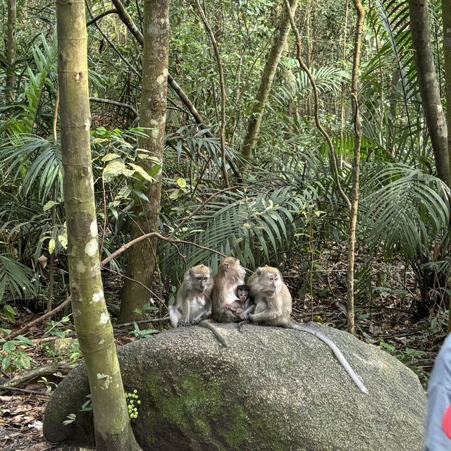 Macritchie treetop walk
