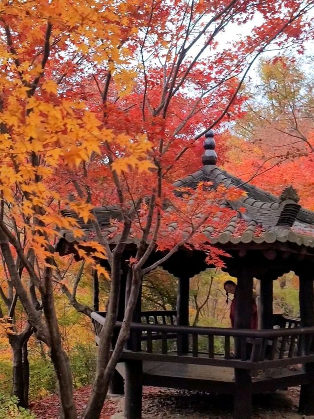 가장 빠른 단풍을 볼수 있는 시월의 단풍여행지🍁