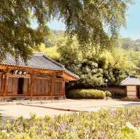 Jeonju Hyanggyo: A Serene Stroll Among Ginkgo Trees