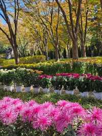 가을 🍂 이맘때쯤 대구에서 열리는 국화축제