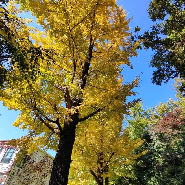 去首爾不能錯過的梨花女子大學銀杏林和紅葉美景