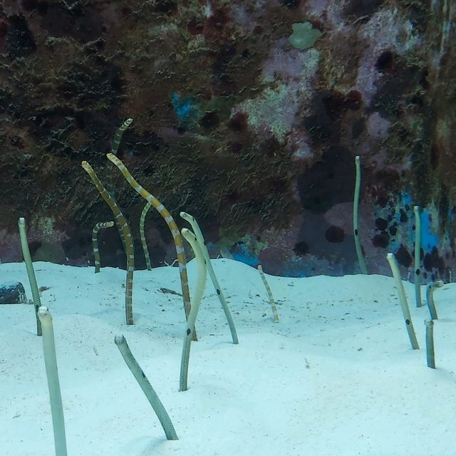 📍 沖繩美麗海水族館 - 同海洋奇觀親密接觸！🐋✨