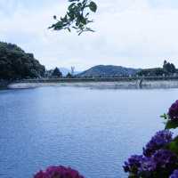 邂逅一望無際的紫陽花海 