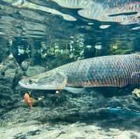 "Discover the Wonders of the Sea at Underwater World Langkawi"