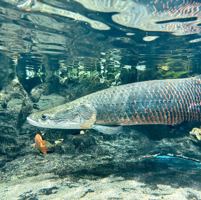 "Discover the Wonders of the Sea at Underwater World Langkawi"