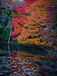 【紅葉特集】世界文化遺産の石庭以外も素敵すぎる✨見応えありの紅葉スポット🍁