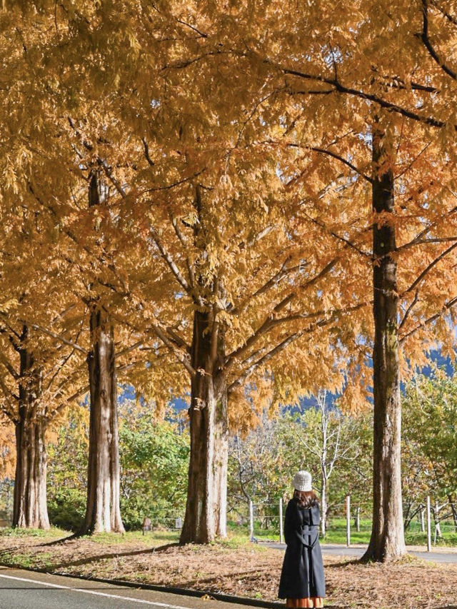 【滋賀】秋の絶景スポット！メタセコイア並木道🍁