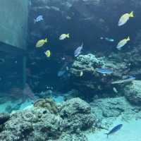 🇯🇵沖縄　📍美ら海水族館