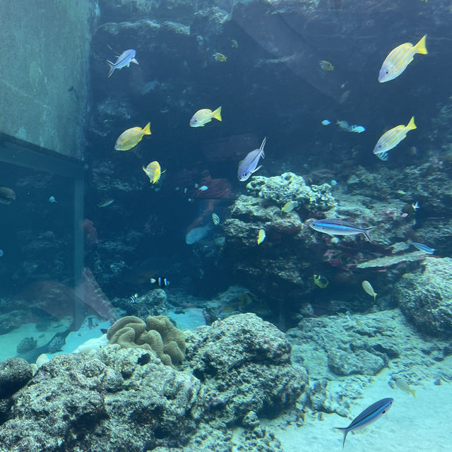 🇯🇵沖縄　📍美ら海水族館