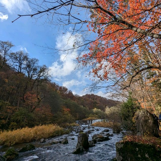 奧入瀨溪流的賞楓秘境：蔦川砂防公園