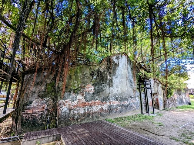來安平樹屋納涼，欣賞榕樹與老宅共生的奇景