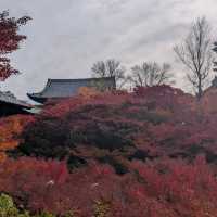 🇯🇵京都「東福寺」市區楓葉🍁頂流，楓葉之王威名當之無愧！