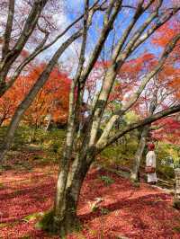 京都嵯峨野の紅葉名所😊🍁小倉山の常寂光寺🍁
