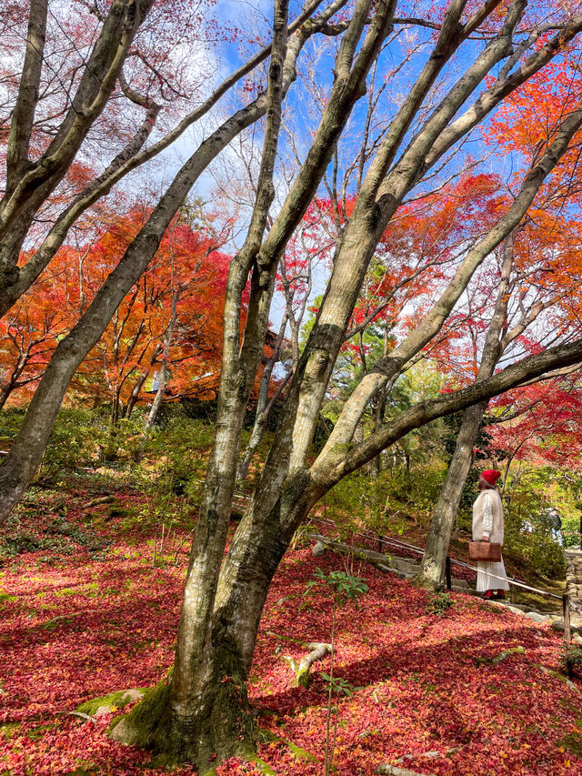 京都嵯峨野の紅葉名所😊🍁小倉山の常寂光寺🍁