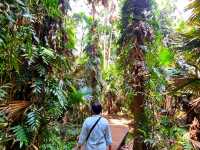 ป่าคำชะโนด: สถานที่ศักดิ์สิทธิ์แห่งตำนานพญานาค