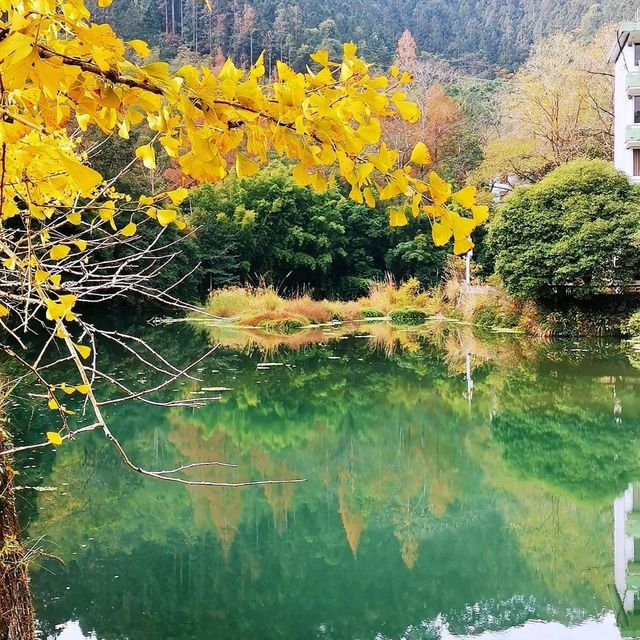 南雄銀杏林