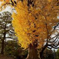 【京都】おすすめの紅葉スポット