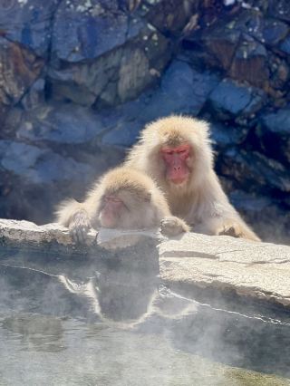 Meet adorable monkeys in Nagano🐒❤️❤️