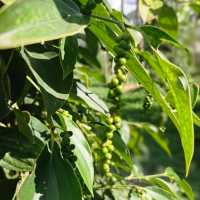Free Kampot Pepper Tasting!